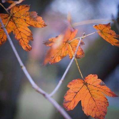 小罗代言米乐体育app截图